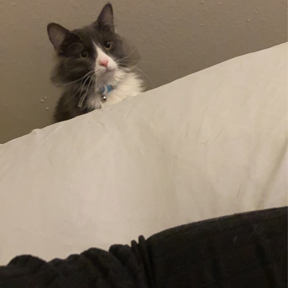 Meet your Posher, Celeste - Picture 8 of 8